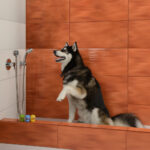 16371-juego-mezclador-monocomando-para-ducha-libby_imagen-producto-secundaria_19-14